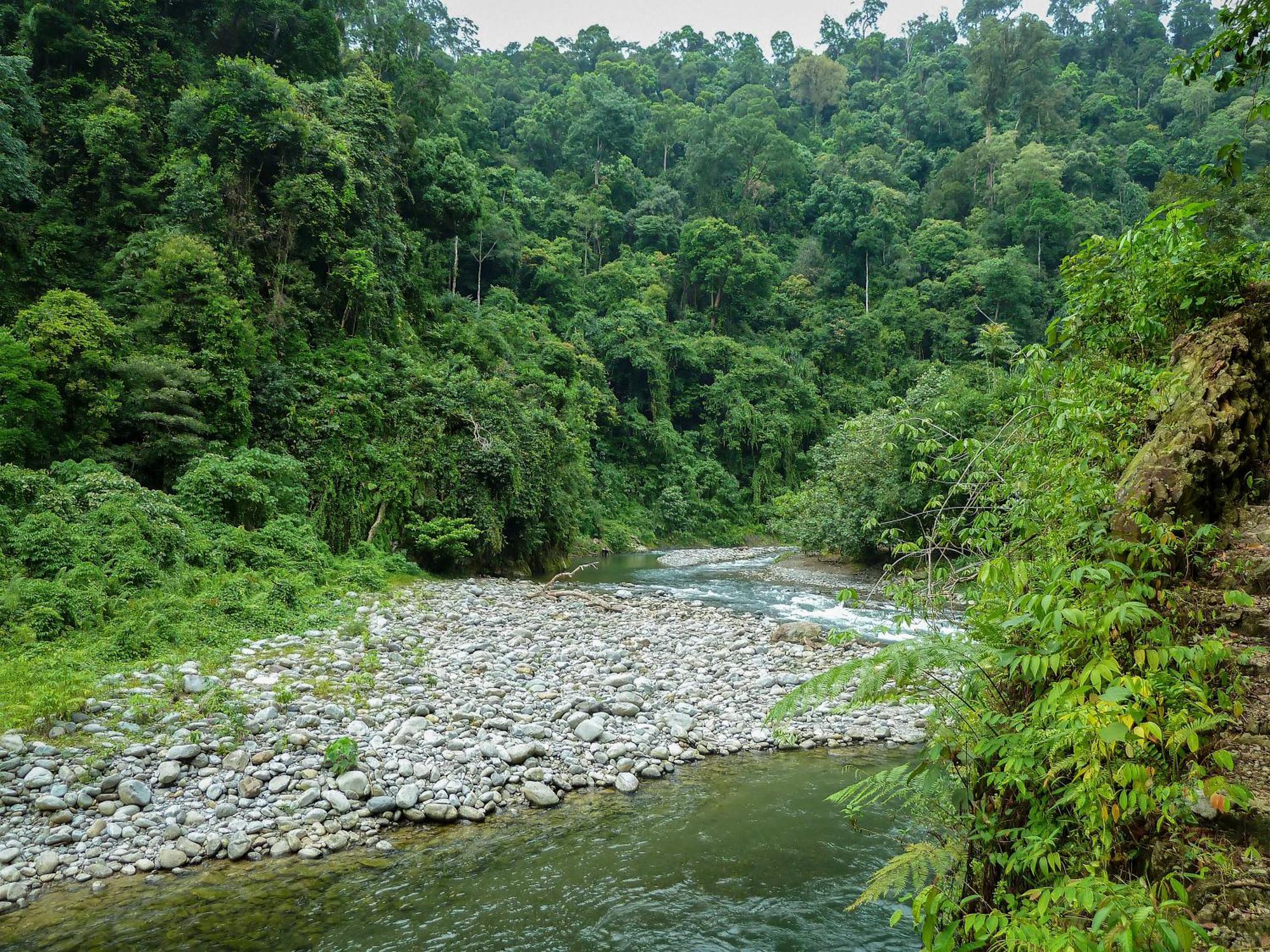 Green Travelodge Bukit Lawang Exterior photo