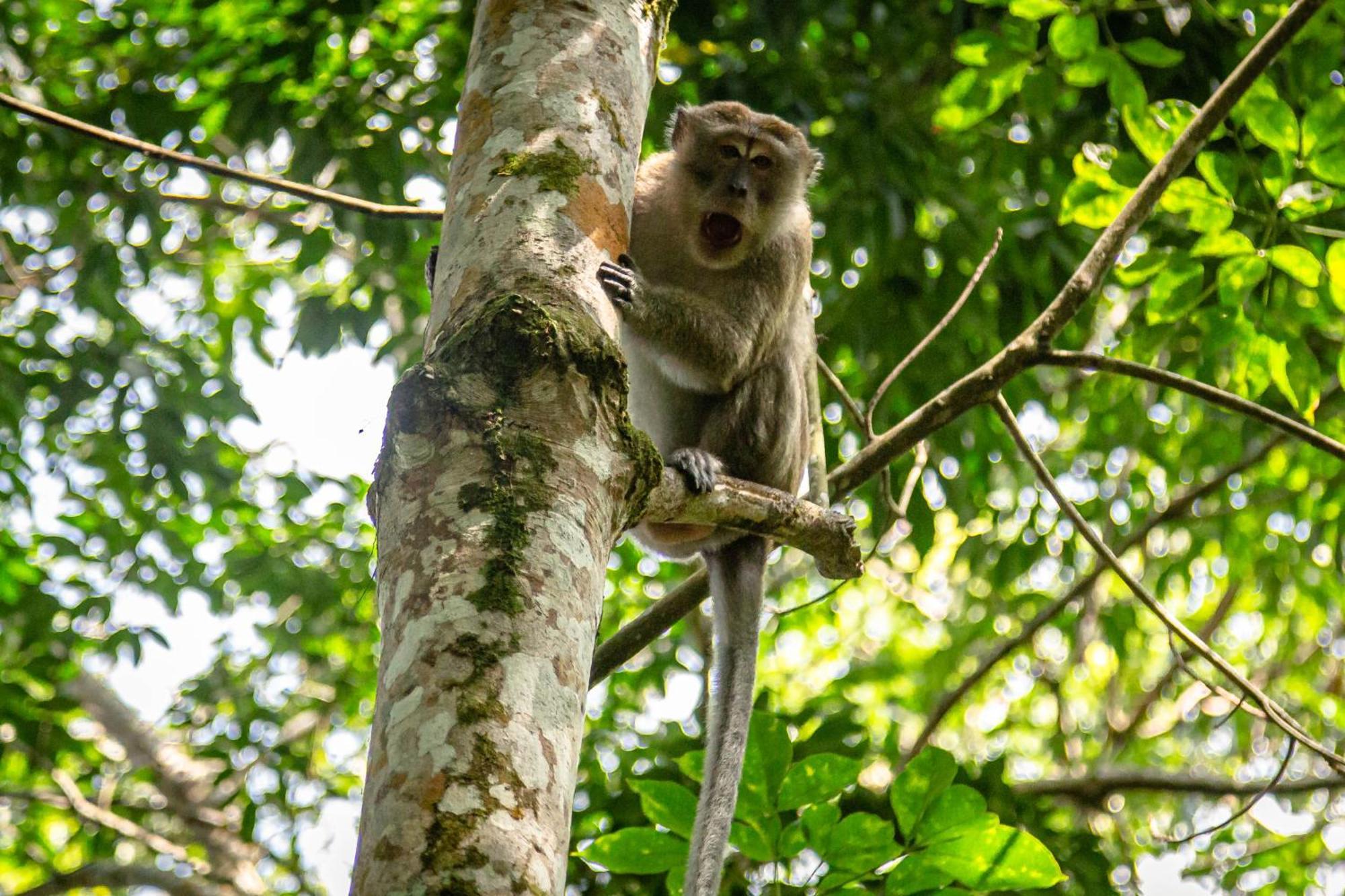 Green Travelodge Bukit Lawang Exterior photo